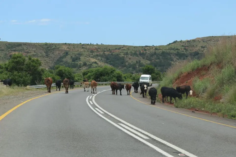 KZN12.jpg(92).jpg