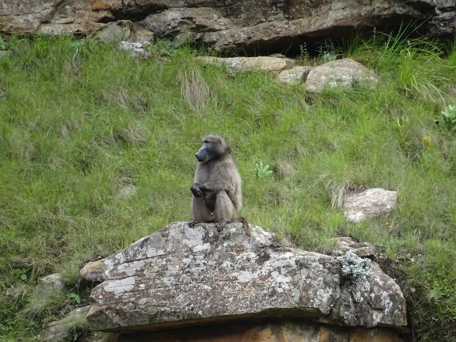 KZN13.jpg(54).jpg