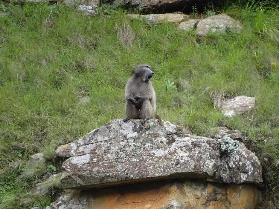 KZN13.jpg(55).jpg