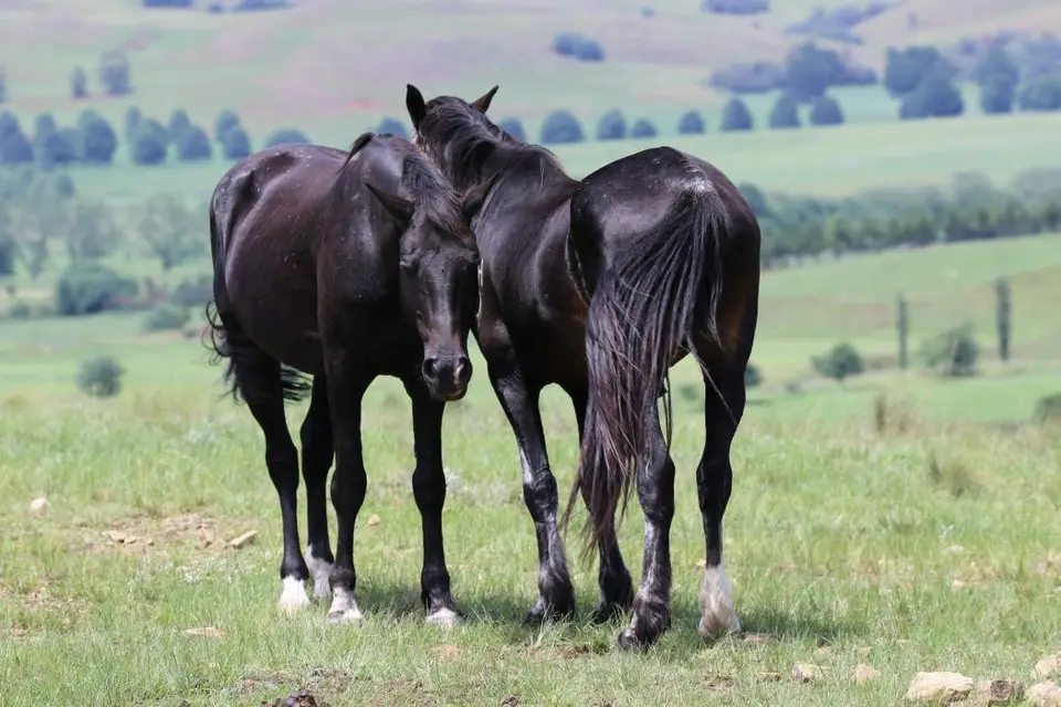 KZN14.jpg(47).jpg