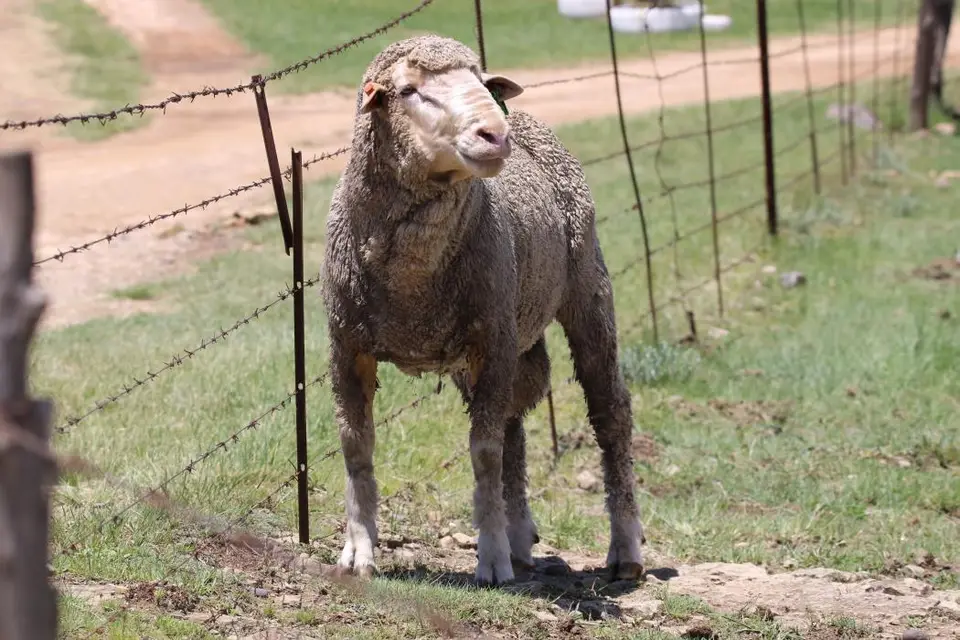 KZN14.jpg(54).jpg