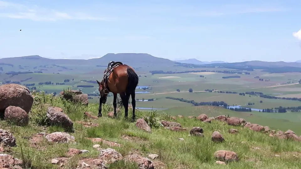 KZN14.jpg(59).jpg