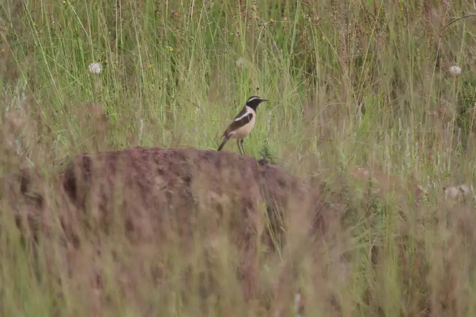 KZN14.jpg(75).jpg