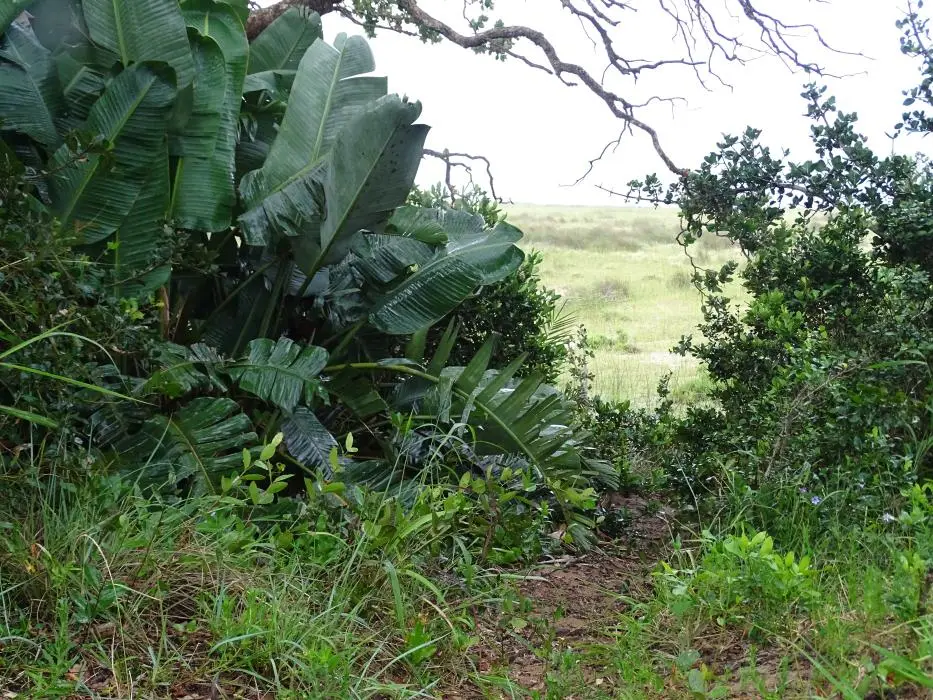 KZN16.jpg(179).jpg