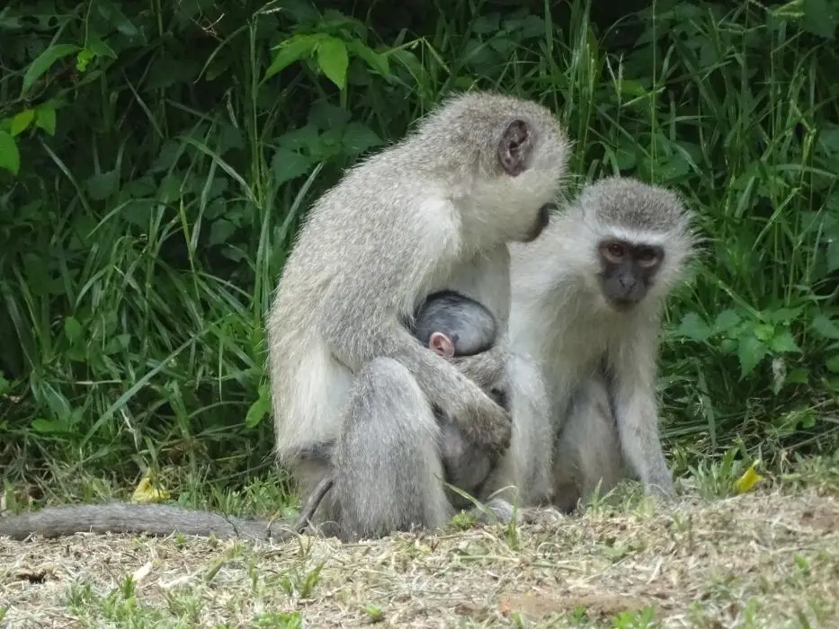 KZN16.jpg(64).jpg