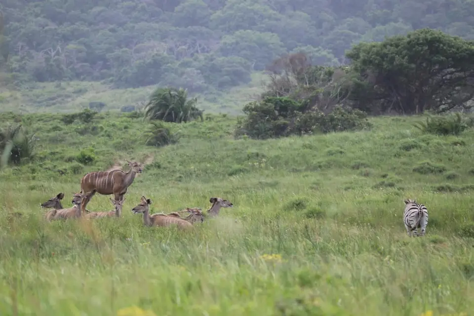 KZN16.jpg(7).jpg