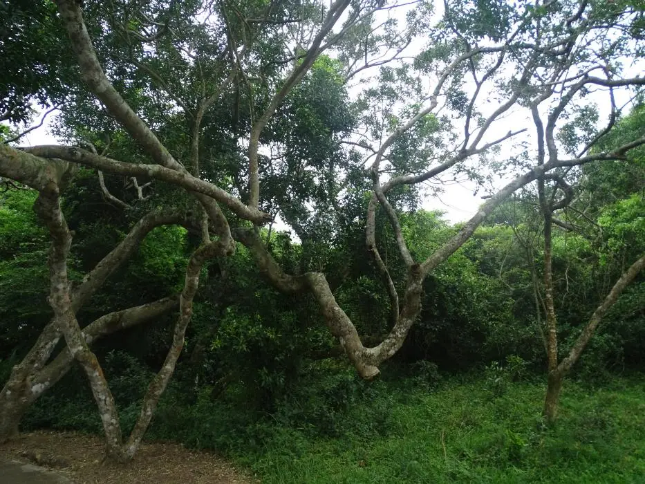 KZN16.jpg(99).jpg