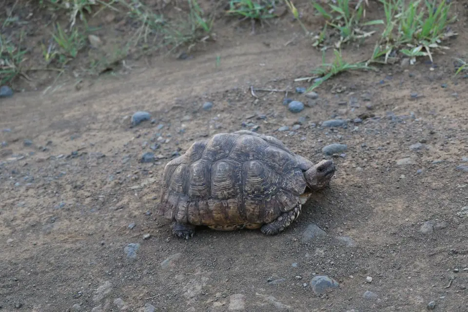 KZN17.jpg(155).jpg