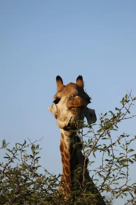 KZN17.jpg(174).jpg