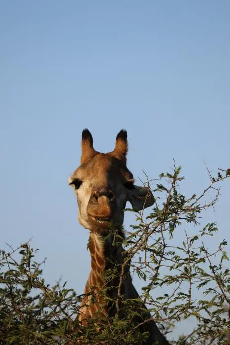 KZN17.jpg(176).jpg