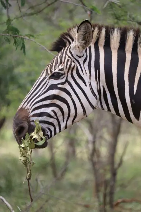 KZN17.jpg(59).jpg