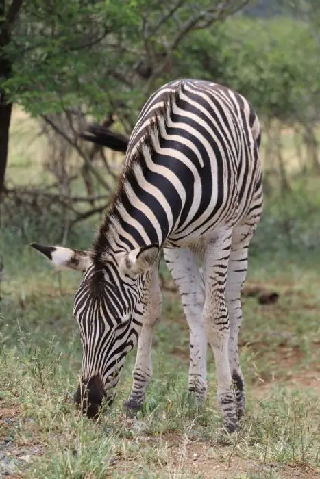 KZN17.jpg(62).jpg