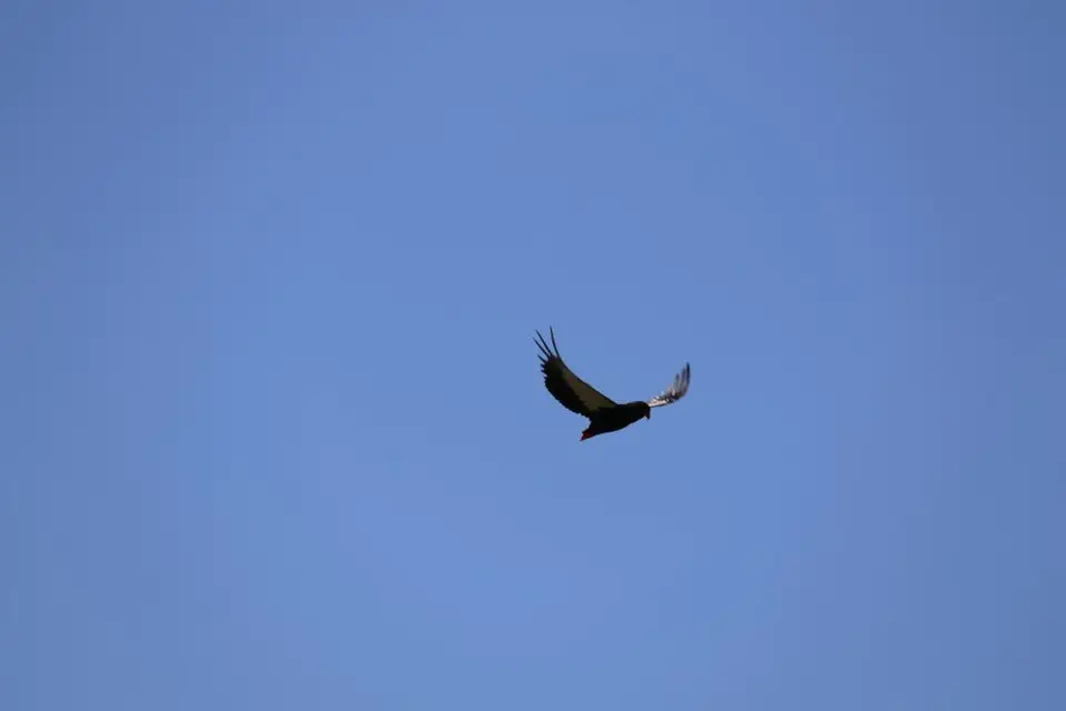 KZN18.jpg(188).jpg