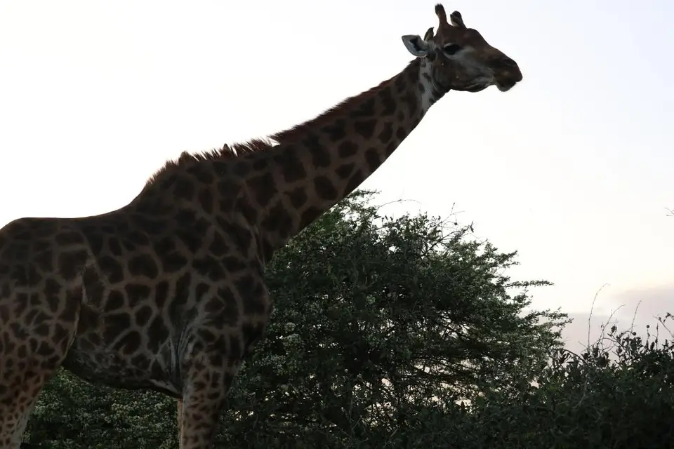 KZN18.jpg(19).jpg