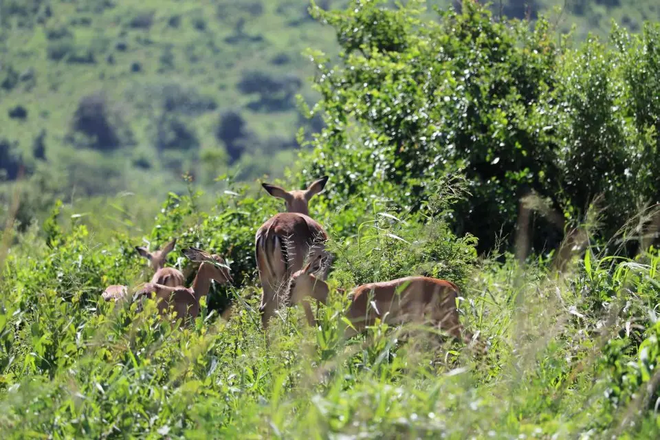 KZN18.jpg(192).jpg