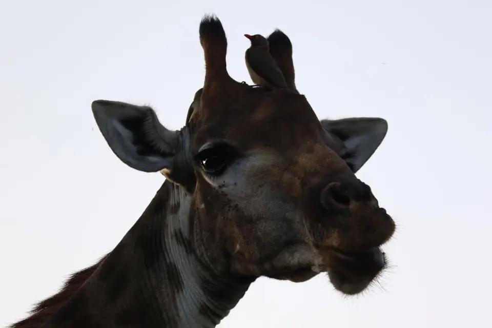 KZN18.jpg(20).jpg