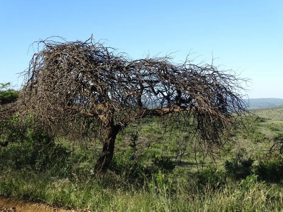 KZN18.jpg(352).jpg