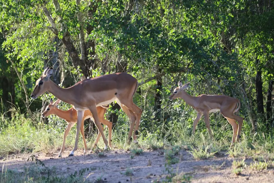 KZN18.jpg(368).jpg