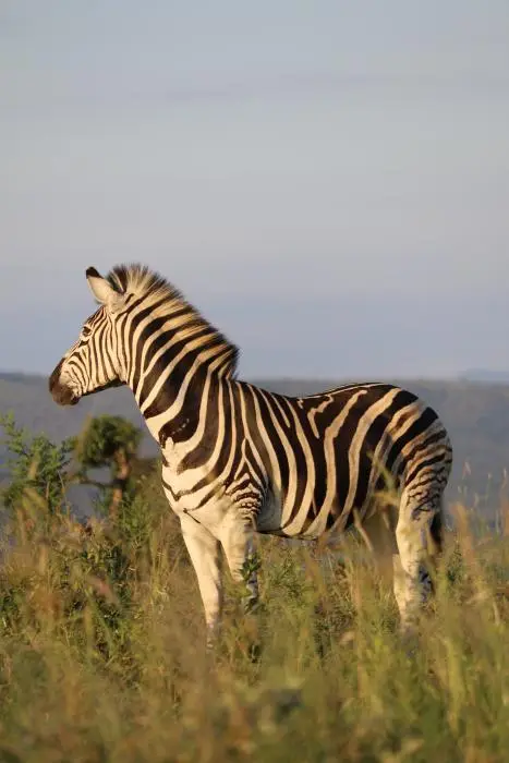 KZN18.jpg(37).jpg