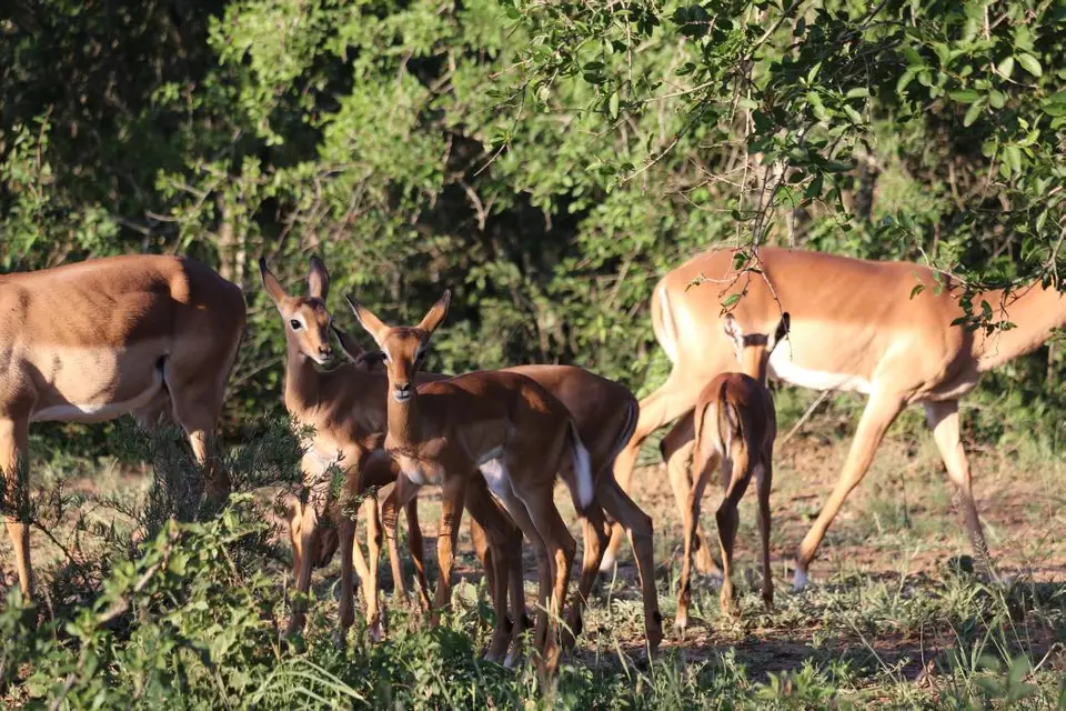 KZN18.jpg(374).jpg