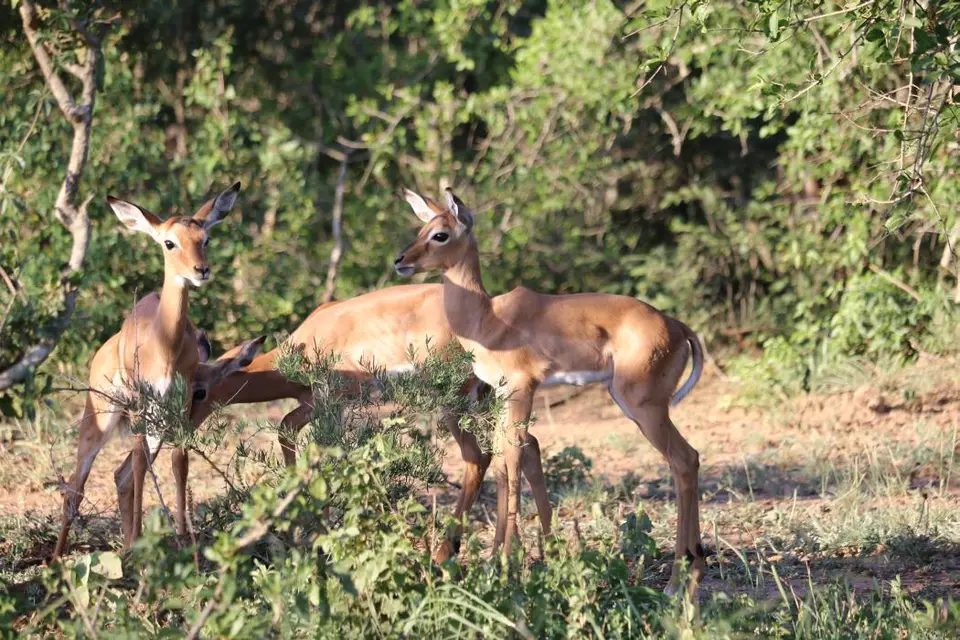 KZN18.jpg(380).jpg