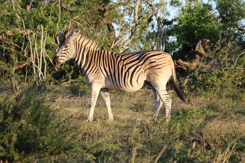 KZN18.jpg(393).jpg