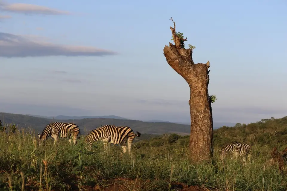 KZN18.jpg(41).jpg