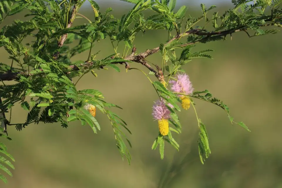 KZN18.jpg(64).jpg