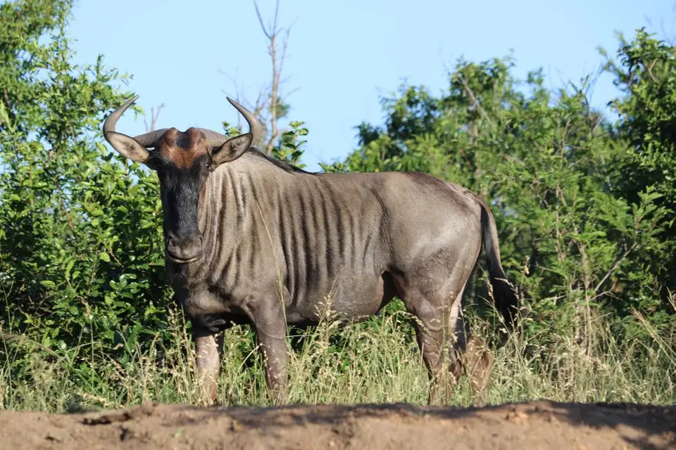 KZN18.jpg(71).jpg