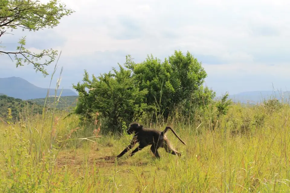 KZN26_(100).jpg