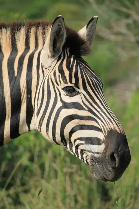 KZN26_(102).jpg