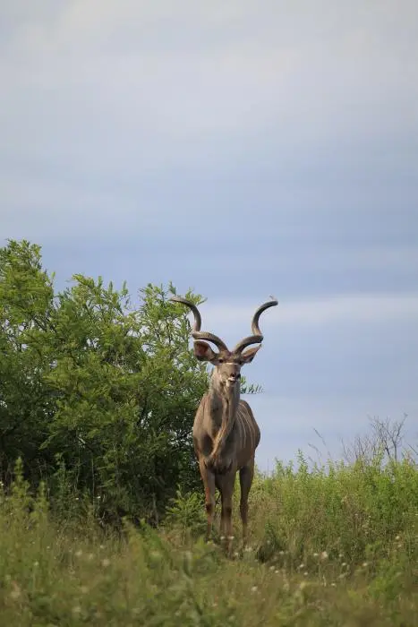 KZN26_(104).jpg