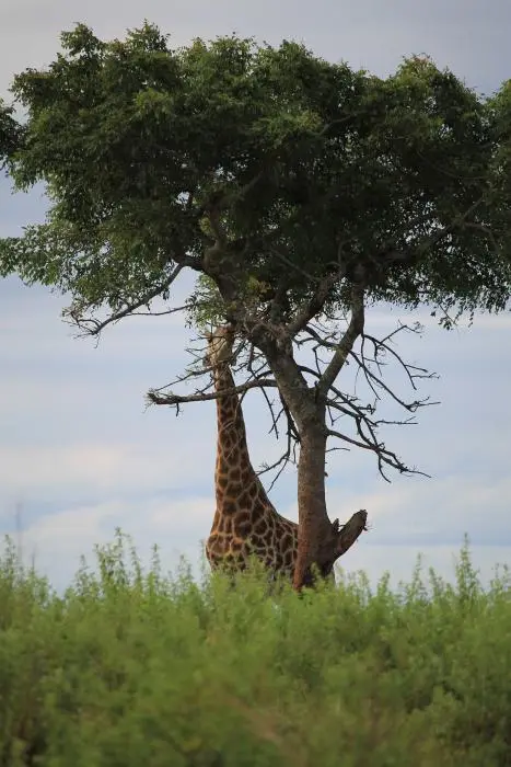 KZN26_(105).jpg