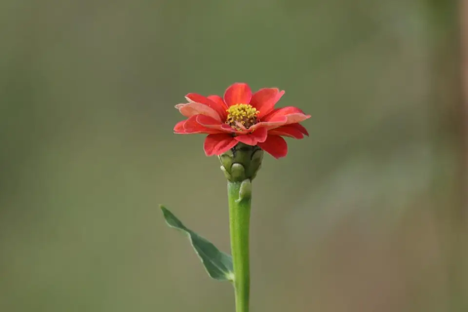 KZN26_(108).jpg