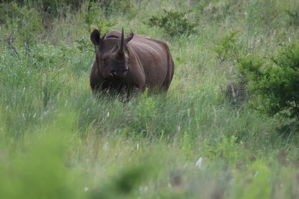 KZN26_(111).jpg
