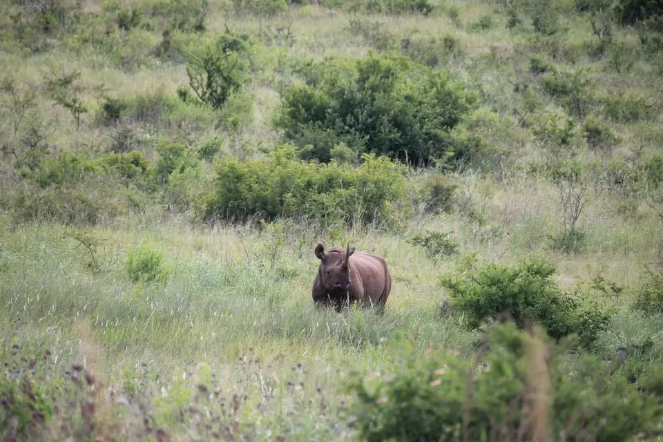 KZN26_(115).jpg