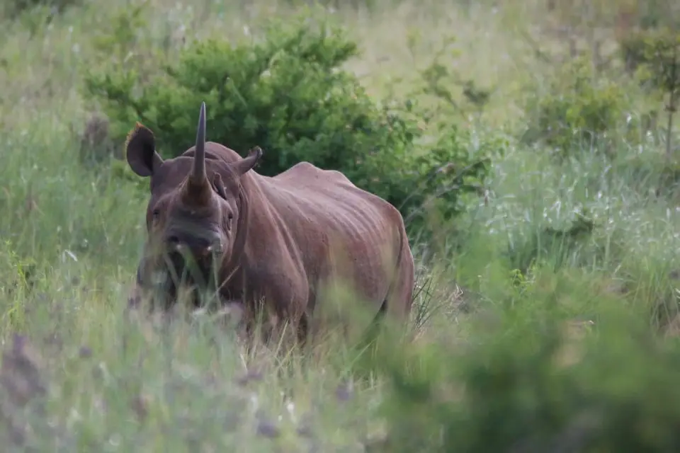 KZN26_(116).jpg