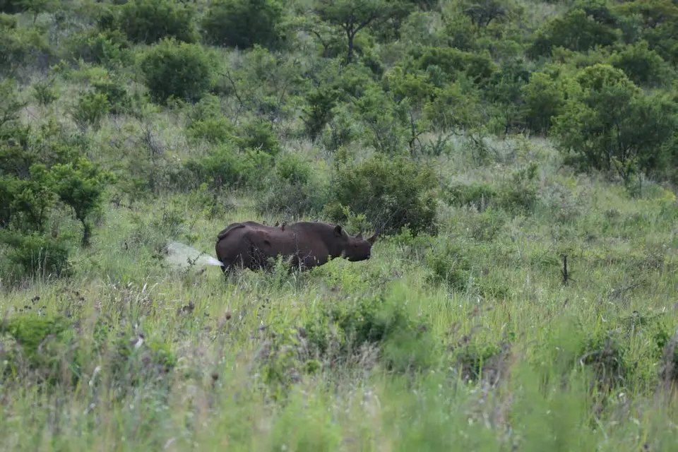 KZN26_(117).jpg