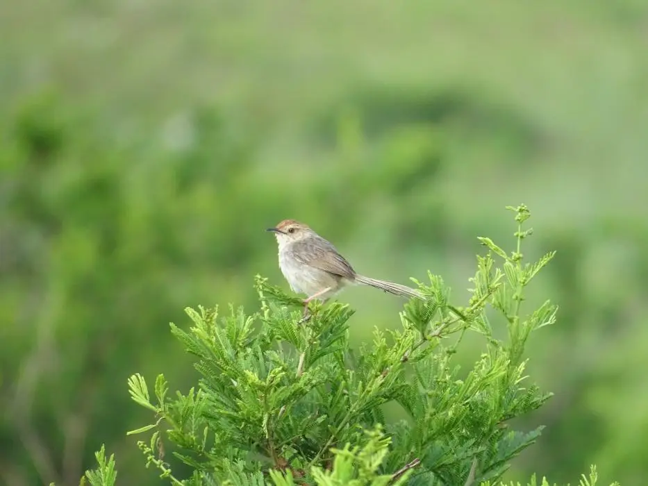 KZN26_(119).jpg