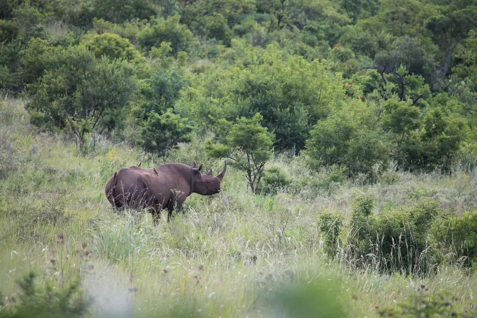 KZN26_(122).jpg