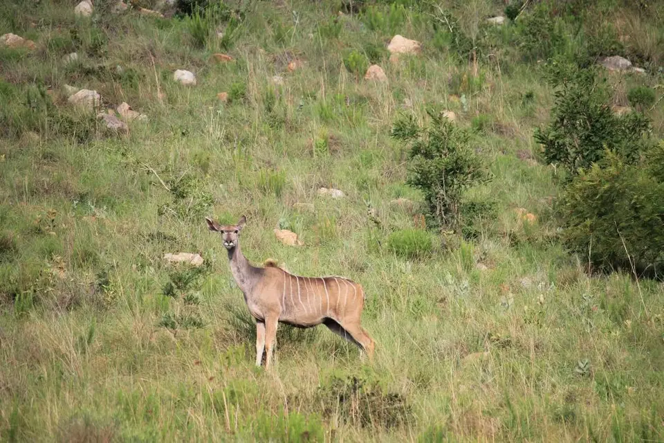 KZN26_(129).jpg