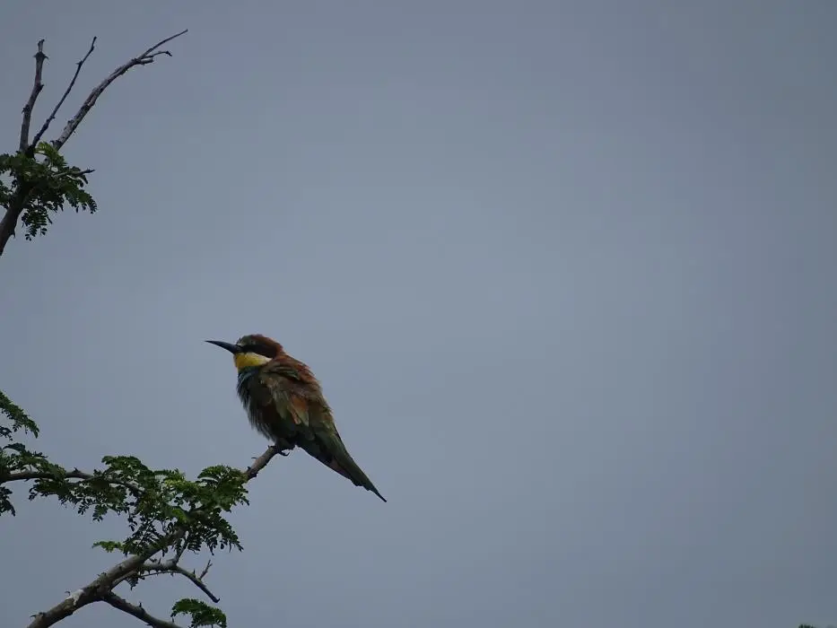 KZN26_(13).jpg