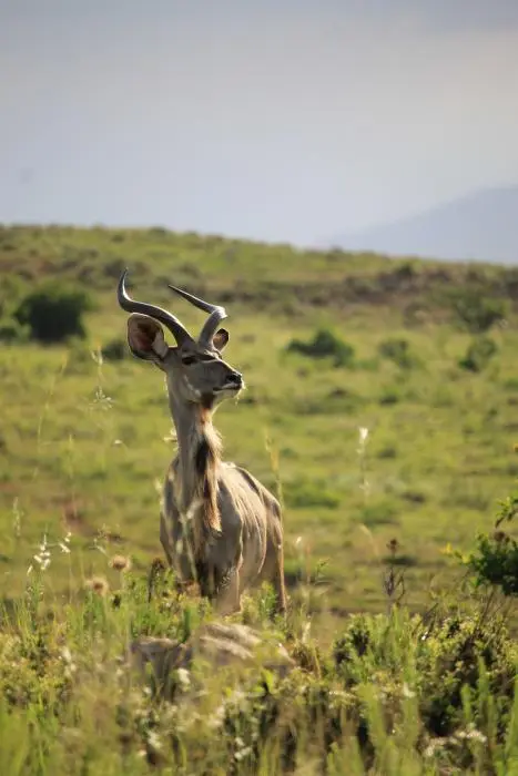 KZN26_(131).jpg