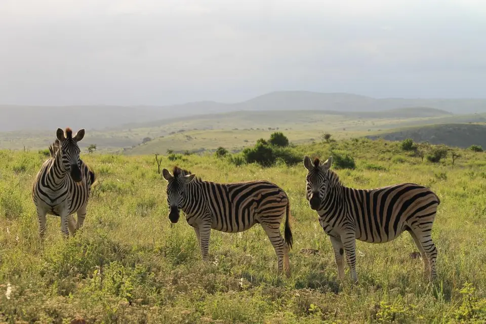 KZN26_(133).jpg