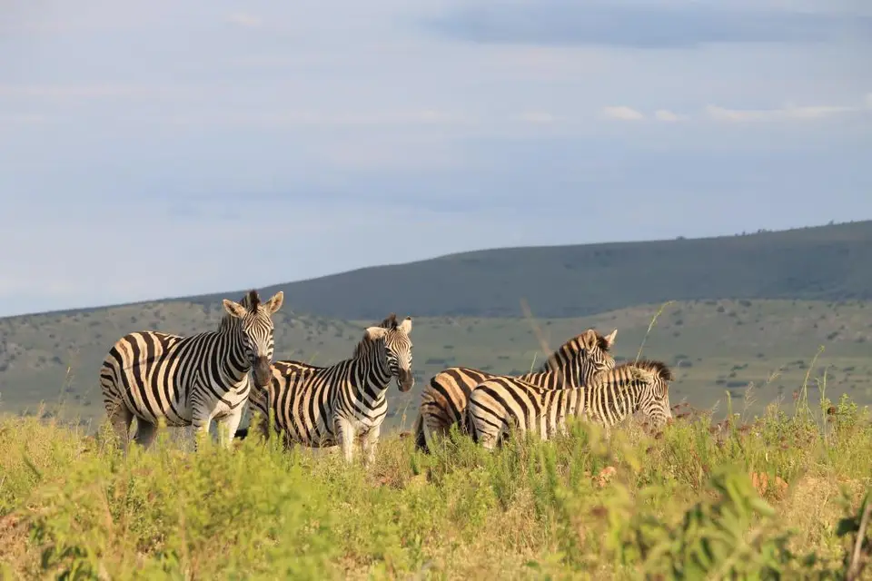KZN26_(134).jpg