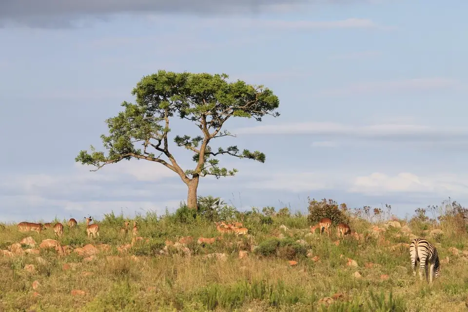 KZN26_(135).jpg