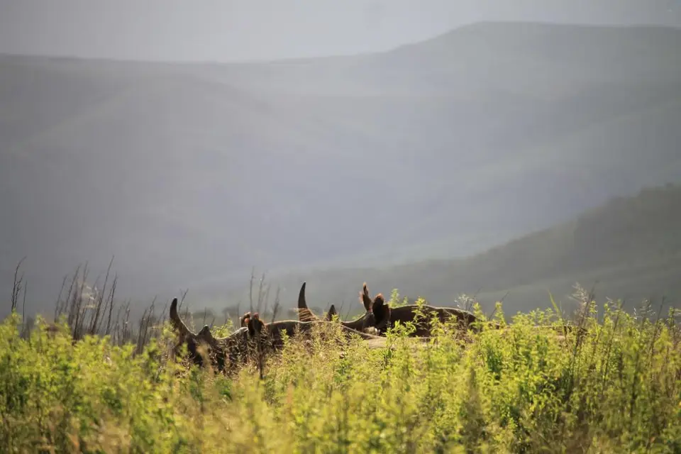 KZN26_(136).jpg
