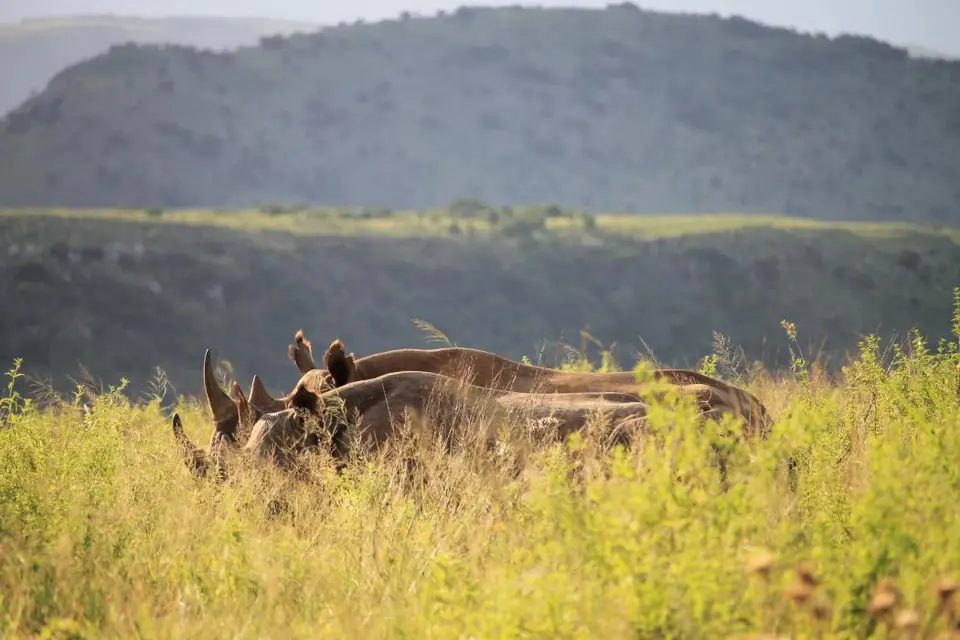 KZN26_(139).jpg