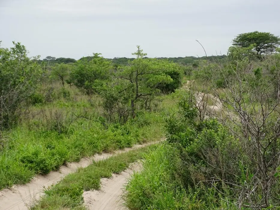 KZN26_(14).jpg