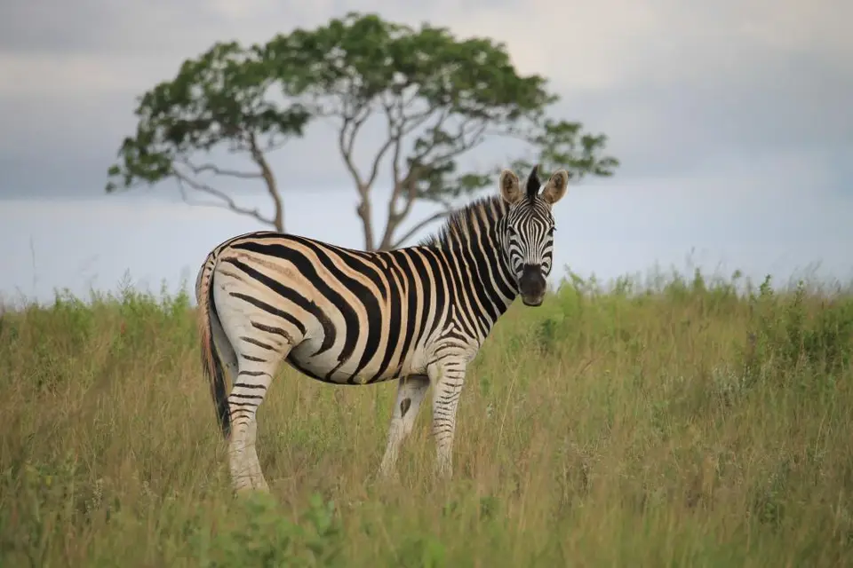 KZN26_(141).jpg